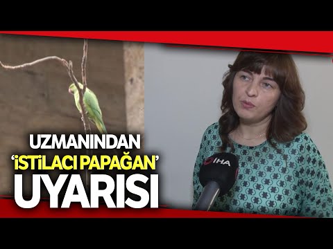 Uzmanı Uyardı, İstilacı Yeşil Papağan Popülasyonuna Dikkat!