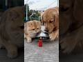 Cat and dog doing crazy 🤪👀😂😂😂😜🥰 #funny #comedy