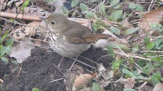 Hermit Thrush Foot-Quivers on a Mole Hill