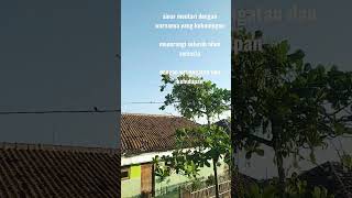 Gerakkan Badanmu Jangan Sdanai Kalah Dengan Burung doa iman spiritual allah