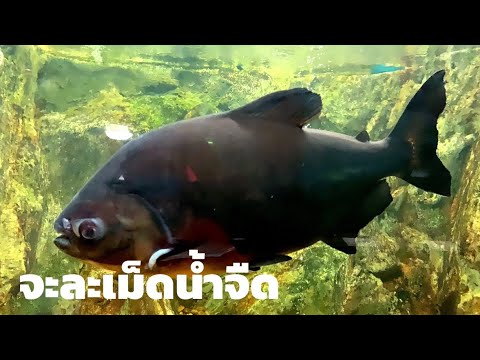 วีดีโอ: ปลาปาคูคืออะไร
