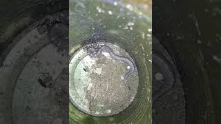 Do The Baby Snake Eats The Baby Frog? Baby Snake And Baby Frog At The Same Place