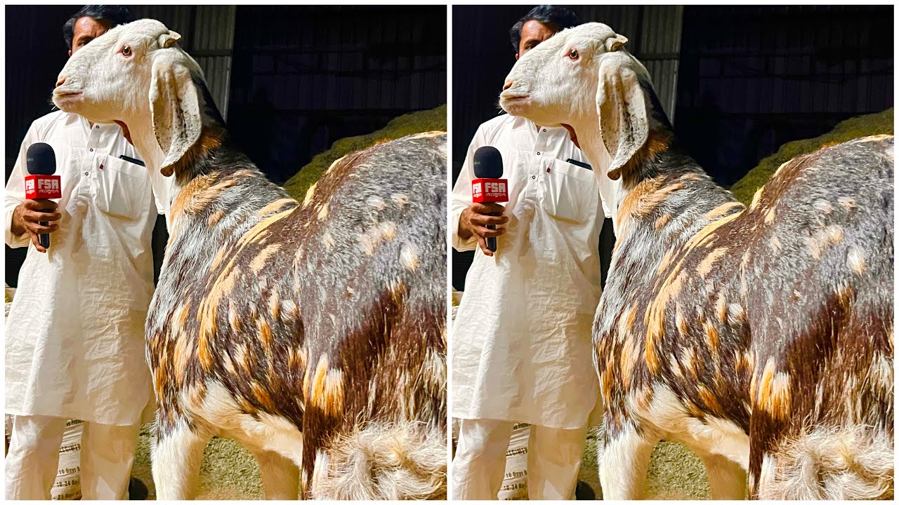LIVE: 8078629971 Mehruddin Goat Farm Pipar - Rajasthan 46” Gujri