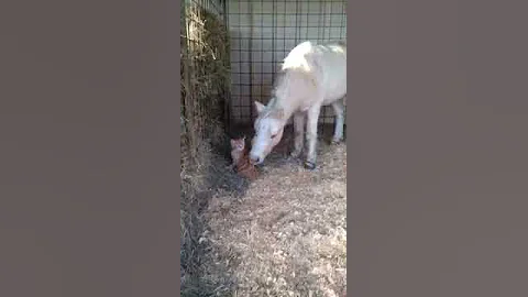 Kitten takes a lickin' from miniature horse...too ...