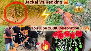 YouTube 200K Celebration😍|| Redking Jackal Ko Dekh Pagal Hogya😨
