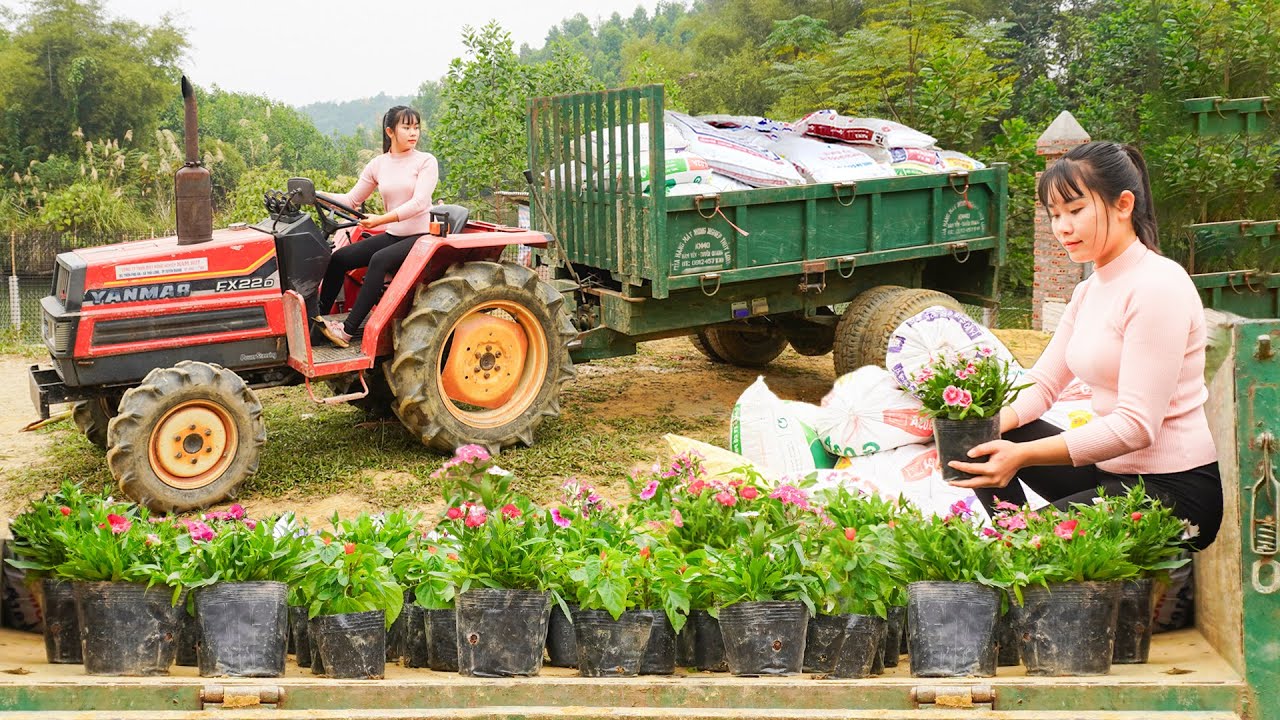 Use Trucks To Transport Manure And Ornamental Plants - Growing plants, raise chickens, raise ducks
