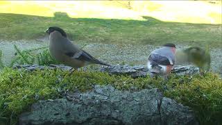 How do Bullfinch and Greenfinch Share Food?