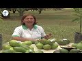 TODO SOBRE EL DE AGUACATE