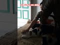 Si bulu tiga lagi manja #akw #cat #cats #catshorts #catshort #catvideo #catvideos #kucing #meong