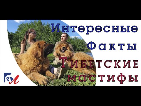 Что нужно знать перед приобретением тибетского мастифа