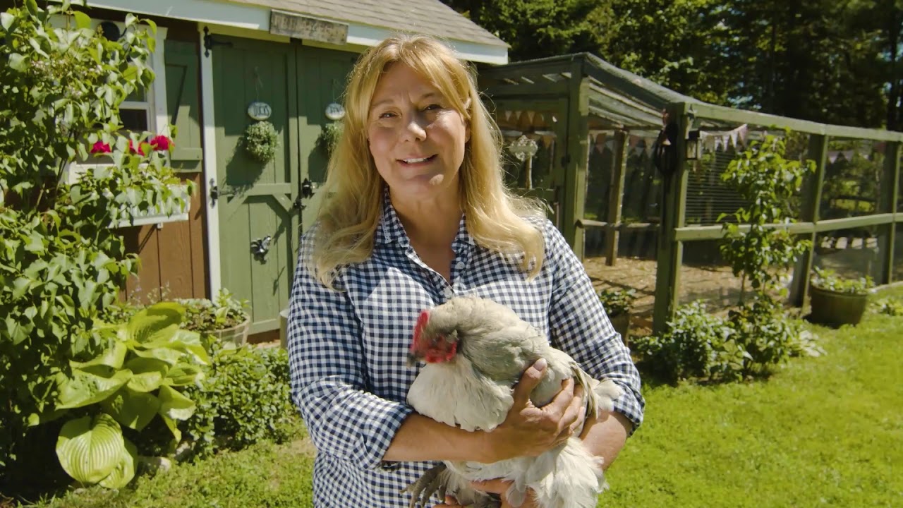 Познакомьтесь с Вайолет, нашей Лавандой Орпингтон