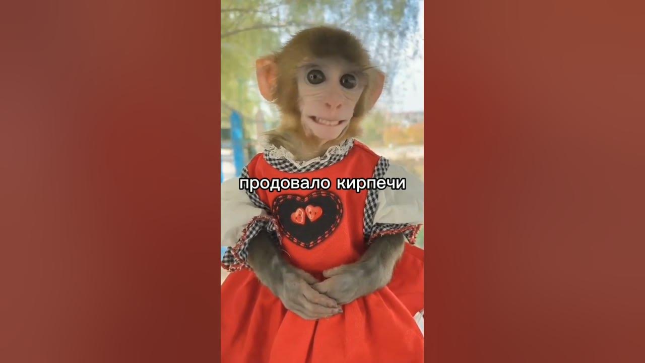 обезьяна 🐒 чи чи чи 🍌 продавала кирпичи🧀 - YouTube