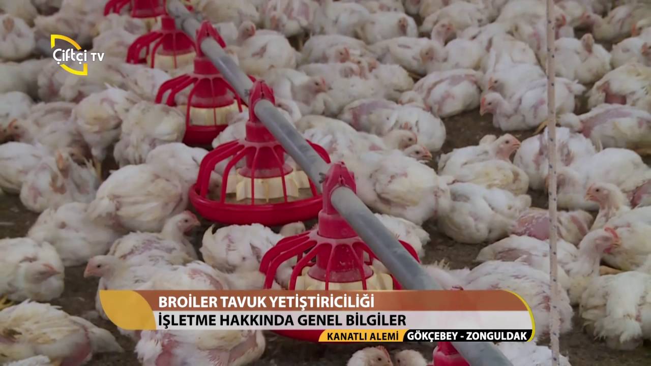Kanatlı Alemi-Broiler Tavuk Yetiştiriciliği