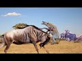 Wildebeest Defeats Hyenas When Challenged By Them. Wild Animal Survival Battle 😱