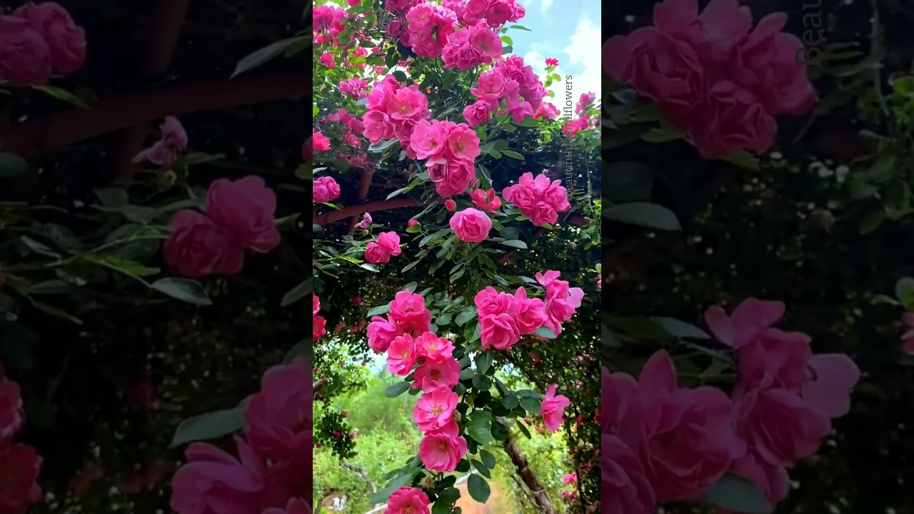 Beautiful Garden Rose Flowers |beautiful pink roses! 