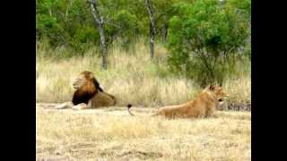 Hilarious! Lioness attempting to lure an uninterested male Lion to mate!