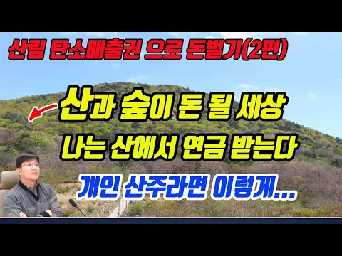 (꿀팁) 임야 산지가 돈 됩니다. 산림 탄소배출권으로 수익 내는 방법