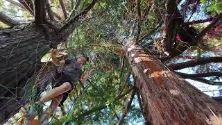World’s tallest treeweb: Franklins tower. God mode fly through. #treeweb #treenet #spacenet