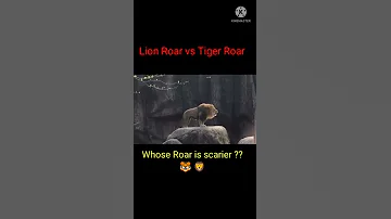 Lion Roar Vs Tiger Roar || Whose Roar is more Louder ??