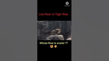 Thumbnail of Lion Roar Vs Tiger Roar || Whose Roar is more Louder ??