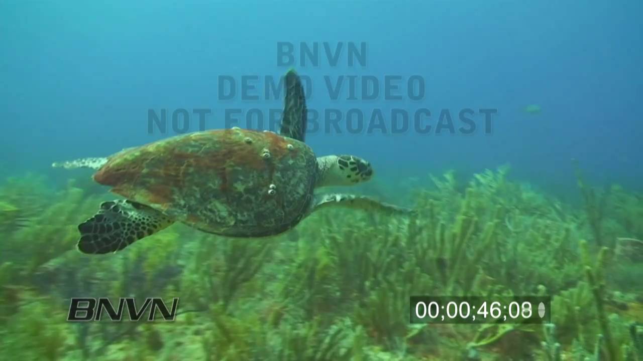 7/31/2010 Hawksbill Sea Turtle Footage.