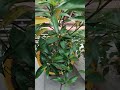 #plants #song #viralvideo #flowers #gardening