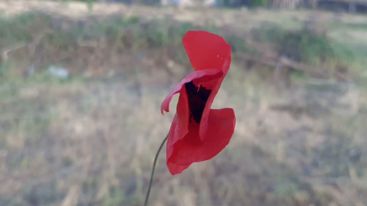 Bitlis tatvan dolluca köyü nanikas