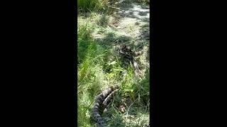 Eastern Foxsnake Fight!