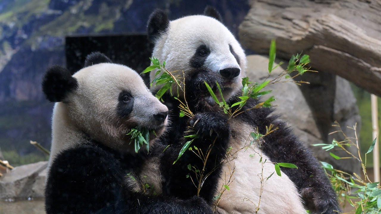 2023.09.30 今日のパンダ（3336日目）[8K] - YouTube