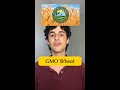 Growing GMO Wheat