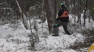 cutting a big leaning cedar in the swamp