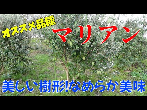 【果樹】フェイジョアのオススメ品種"マリアン"美しい樹形!なめらかで甘い、とても美味しい種類【feijoa】