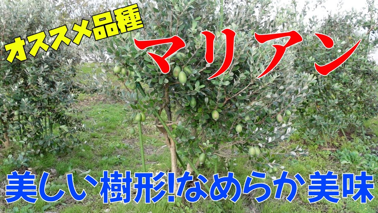 果樹 フェイジョアのオススメ品種 マリアン 美しい樹形 なめらかで甘い とても美味しい種類 Feijoa Youtube