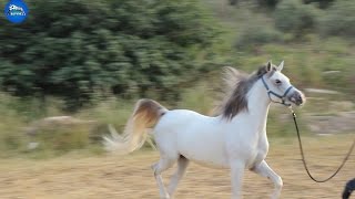 الفرس ماس -  Diamond horse