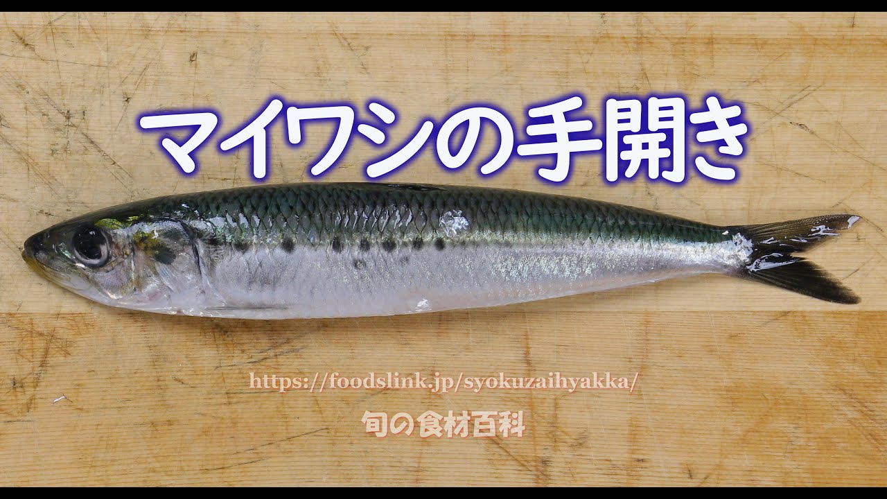 マイワシ 鰯 の目利きと料理 旬の魚介百科