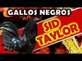 Gallos Raza SID TAYLOR 2022 gallos de color negro 🤠💖💖💖✔✔✔👍