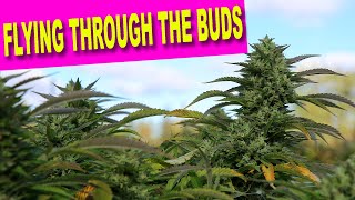 FLY THROUGH THE BUDS - LUMA CALIFORNIA FARMS