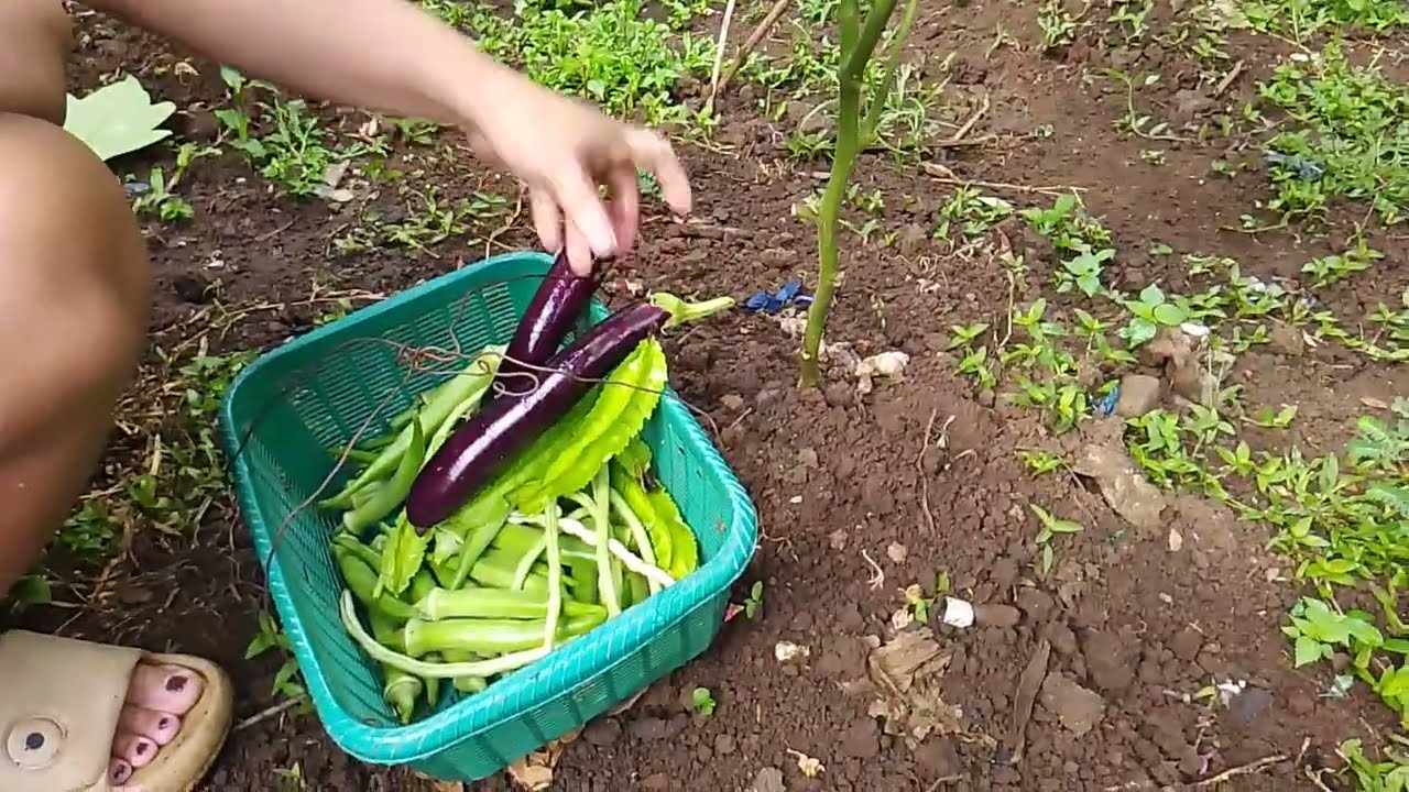 Klasi klasing gulay @kuyaarmanvlogofficial