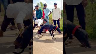 Kolhapur dog race 🚀😱 || kolhapur dog racing / dog race maharashtra || #shorts #arfyads
