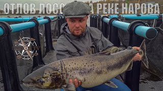 Отлов балтийского лосося на реке Нарова || Bridge for Salmon