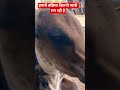 #cow #gau Gau Seva karna Sahi Dharm hai#bhaktibhajan #viralvideo #viralreels #viralshorts ##animals