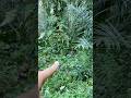 Trabas #shortvideo