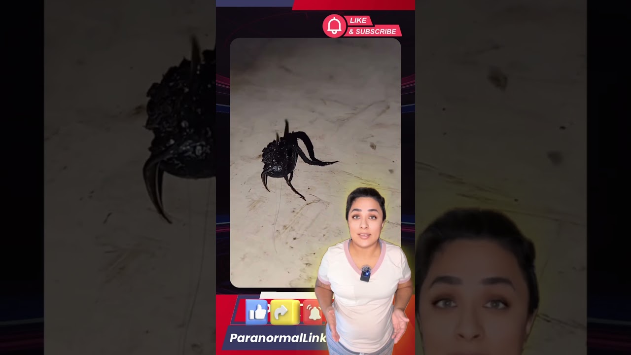 Update: Alien Organism In Meteorite