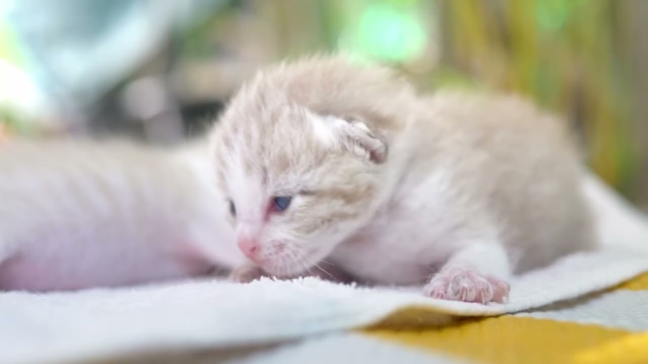 Music that cats find relaxing│Cat Music Gentle Rest