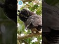#trending #animals #ssm
