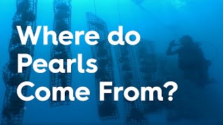 Where do pearls come from?