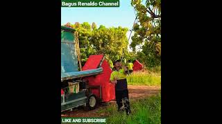 Mango Mangifera Indica Harvest In Indonesia Plantation