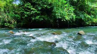 Sleep Fast with Calming River Flow and Gentle Water Sounds in a Tropical Jungle Scene