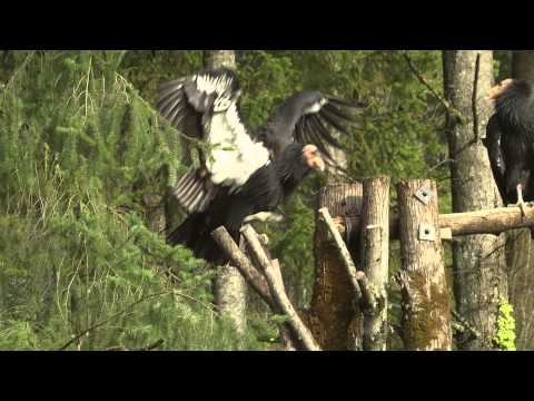 Video: California condor: habitat- och artbeskrivning