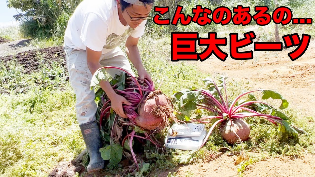 I harvested some monster-sized beets. - YouTube